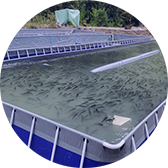 跑道式流水槽養魚項目二