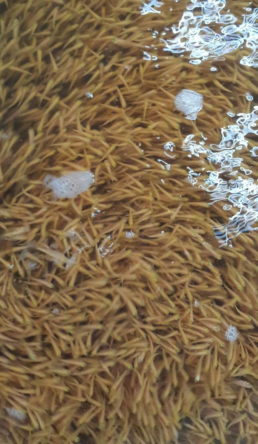 夏天高溫，水產養殖應該注意哪些地方