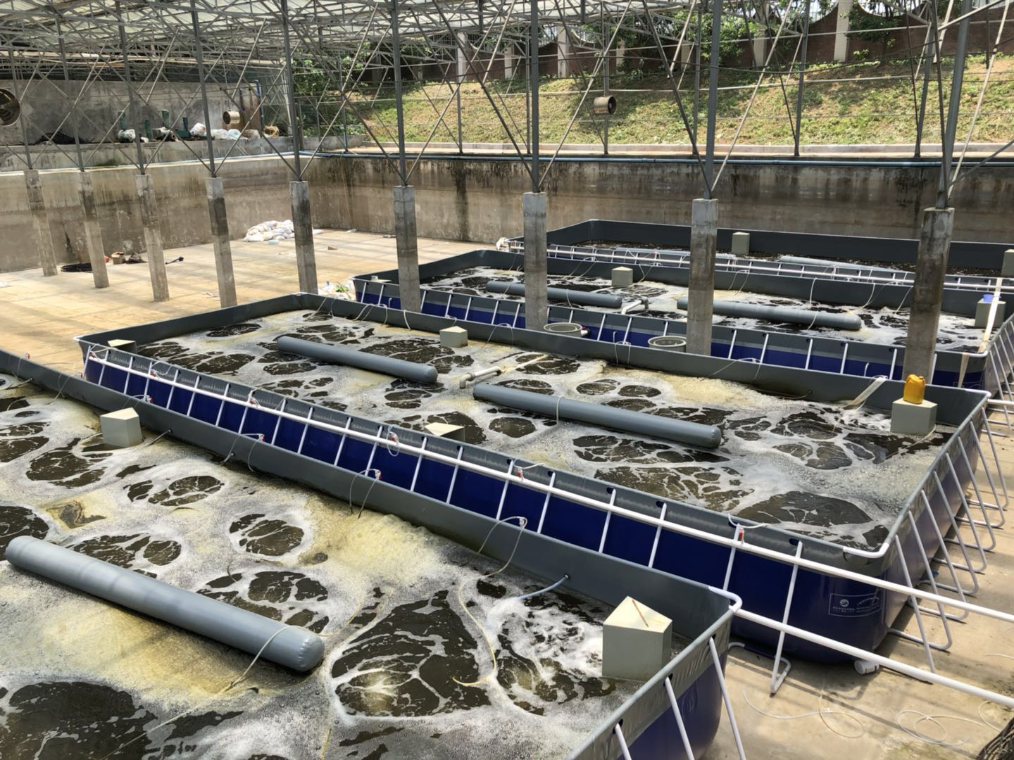 廣州農業技術推廣中心生物絮團養蝦試驗基地