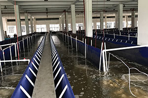 舊廠房搭建的跑道式養(yǎng)殖池生物絮團(tuán)養(yǎng)殖項目