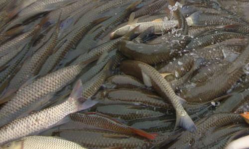 水產(chǎn)養(yǎng)殖知識(shí)之死魚對(duì)養(yǎng)殖水的危害