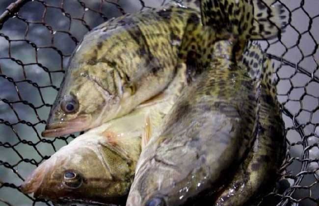 水產(chǎn)養(yǎng)殖知識(shí)之鱖魚養(yǎng)殖介紹