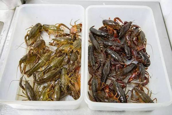 水產養殖行情之2019年9月11日各地小龍蝦批發價格