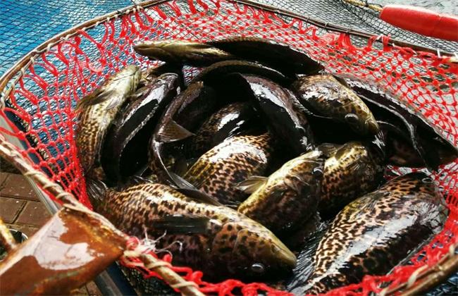 室內循環水養殖設備助石斑魚安全度過秋冬季