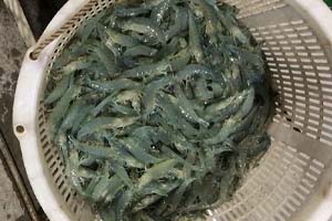 水產養殖知識——對蝦養殖之桃拉病毒